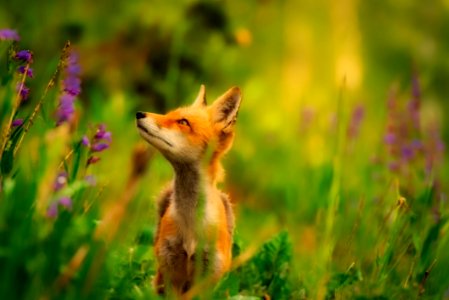Fox Wildlife Red Fox Mammal