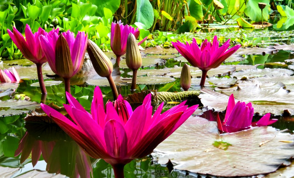 Flower Plant Flora Pink