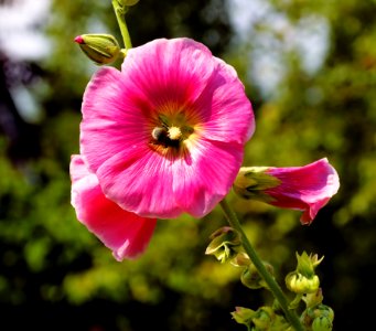 Flower Plant Flowering Plant Flora