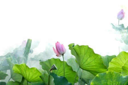 Flower Lotus Plant Green