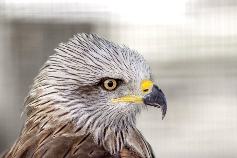 Beak Bird Bird Of Prey Eagle