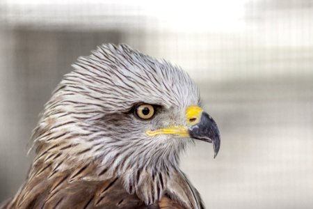 Beak Bird Bird Of Prey Eagle photo