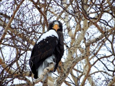 Bird Eagle Bird Of Prey Branch photo