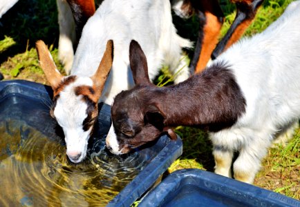 Goats Goat Cow Goat Family Fauna photo