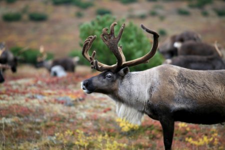 Wildlife Deer Reindeer Fauna photo