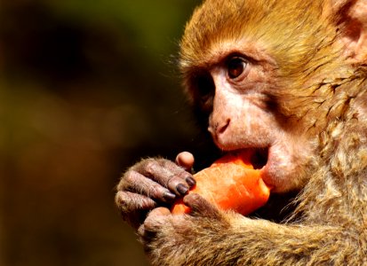 Macaque Mammal Fauna Primate