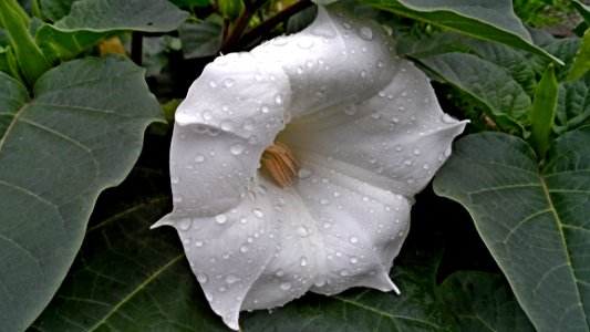 White Flower Plant Datura Inoxia