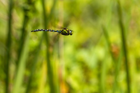 Dragonfly Insect Dragonflies And Damseflies Fauna