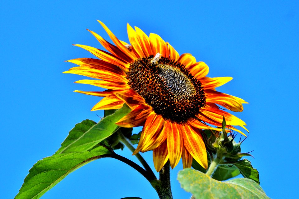 Flower Sunflower Sunflower Seed Sky