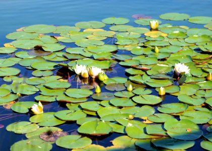 Water Ecosystem Leaf Vegetation