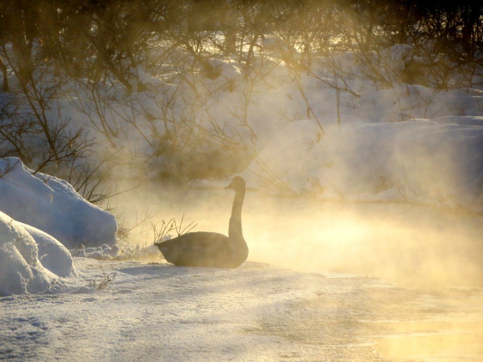 Freezing Morning Atmosphere Phenomenon
