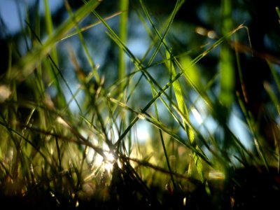 Grass Vegetation Water Close Up