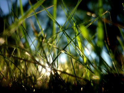 Grass Vegetation Water Close Up photo