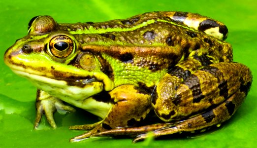 Ranidae Amphibian Toad Frog