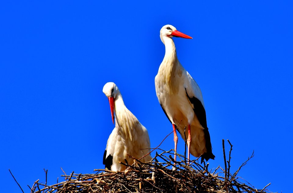 Bird White Stork Stork Beak photo