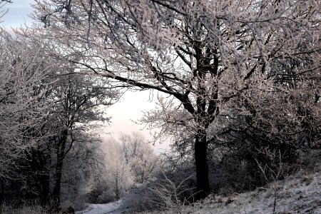 Winter Tree Frost Snow photo