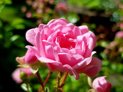 Flower Rose Family Rose Pink