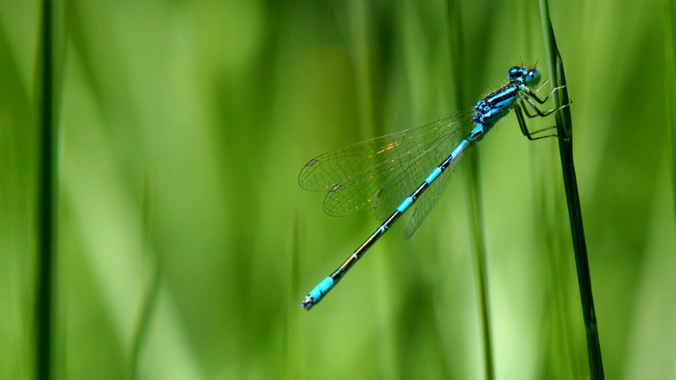 Damselfly Dragonfly Dragonflies And Damseflies Insect photo