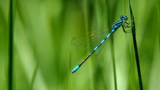 Damselfly Dragonfly Dragonflies And Damseflies Insect