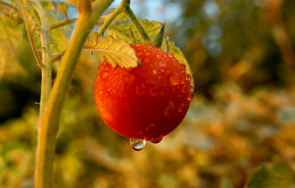 Fruit Natural Foods Macro Photography Local Food