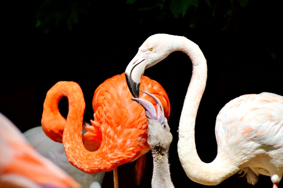 Flamingo Beak Water Bird Bird