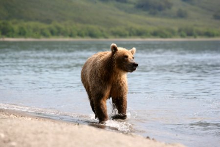 Brown Bear Mammal Grizzly Bear Bear photo