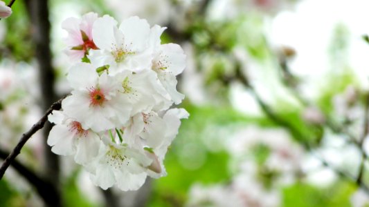 Flower White Blossom Spring