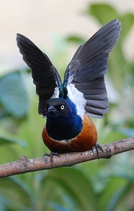 Wings ready to fly fly
