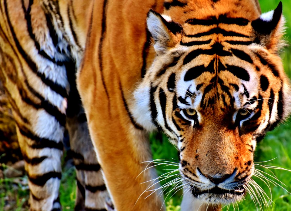 Tiger Wildlife Mammal Terrestrial Animal