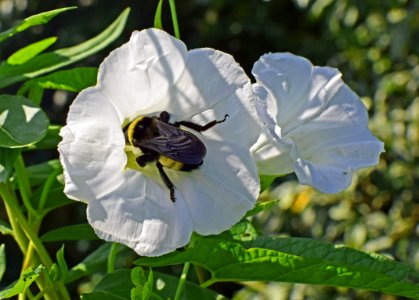 Flower Flora Insect Pollinator