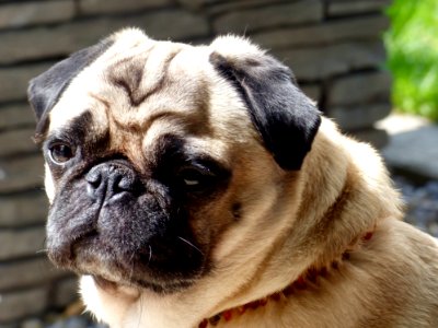 Pug Dog Dog Like Mammal Dog Breed
