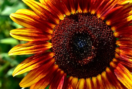 Flower Sunflower Close Up Flora photo
