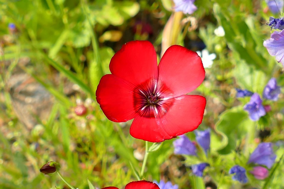 Flower Plant Flora Wildflower
