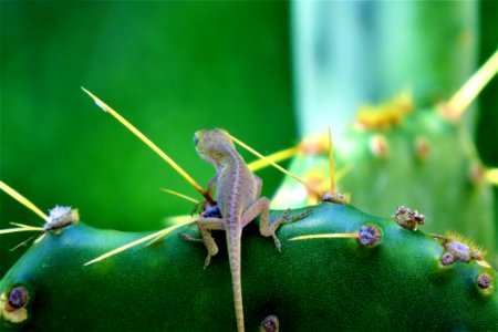 Insect Macro Photography Organism Chameleon