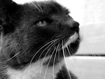 Cat Whiskers Black White photo