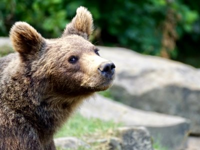 Brown Bear Mammal Bear Terrestrial Animal