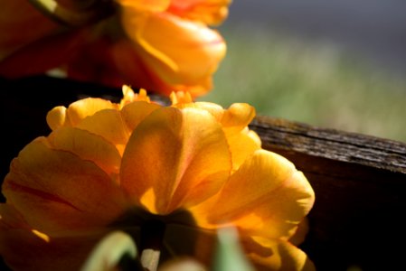 Flower Yellow Flora Petal