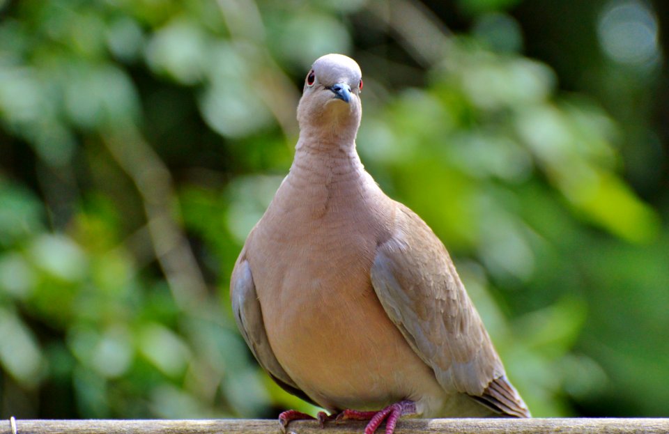 Bird Fauna Beak Pigeons And Doves photo