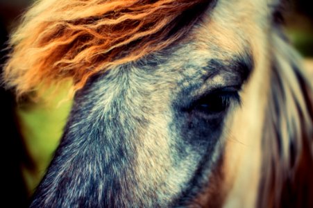 Horse Hair Mane Eye
