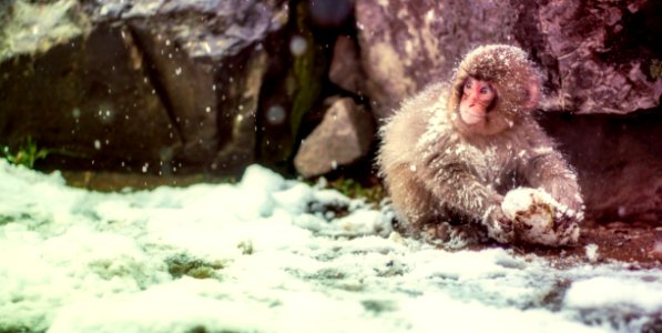 Macaque Mammal Fauna Japanese Macaque photo