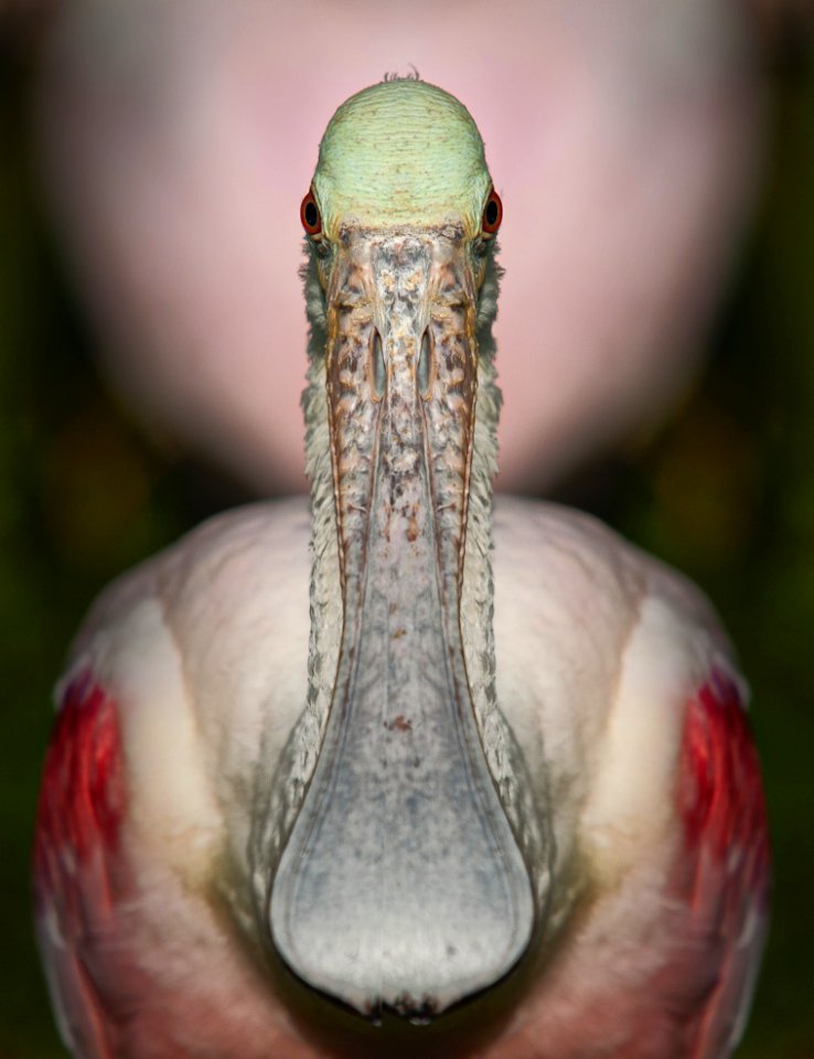 Beak