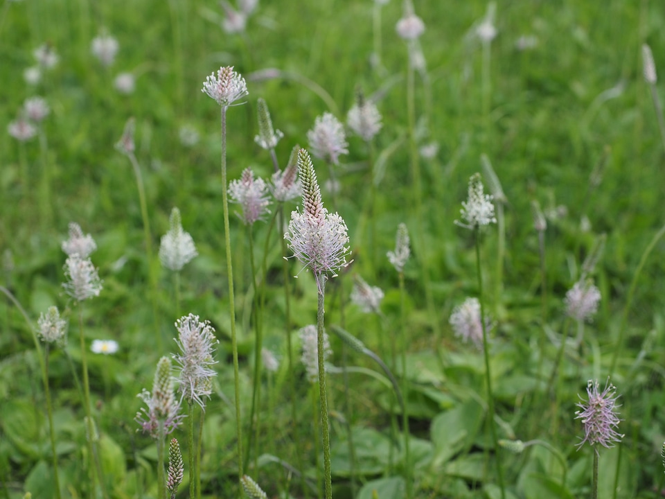 Meadow flowers blossom