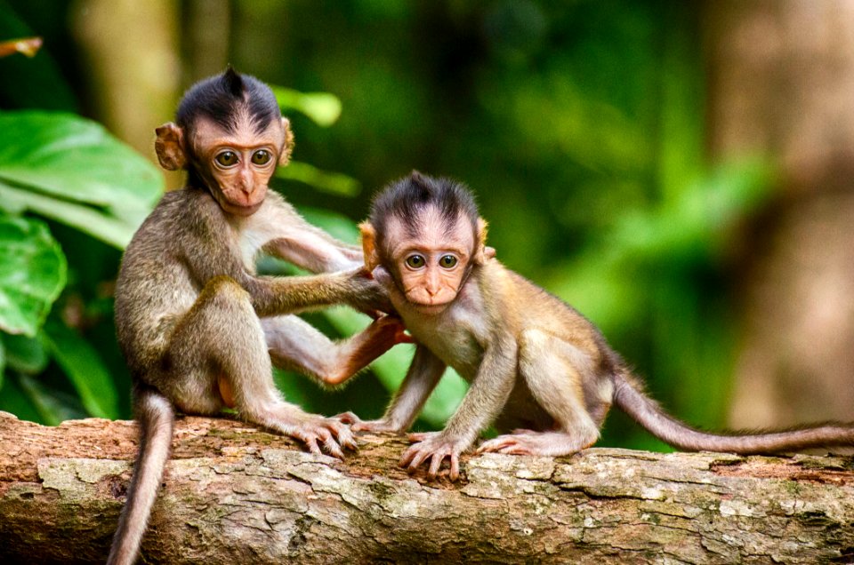 Macaque Mammal Fauna Primate