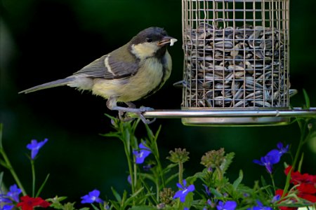 Bird Fauna Beak Finch