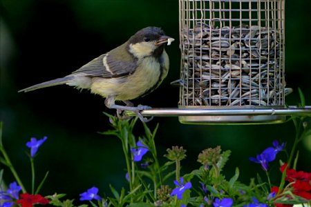 Bird Fauna Beak Finch photo