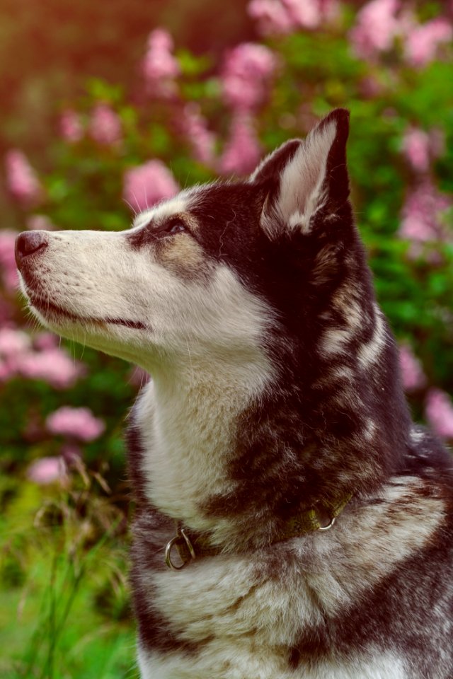 Dog Like Mammal Dog Breed Sakhalin Husky Mammal