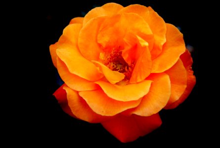 Flower Rose Rose Family Orange