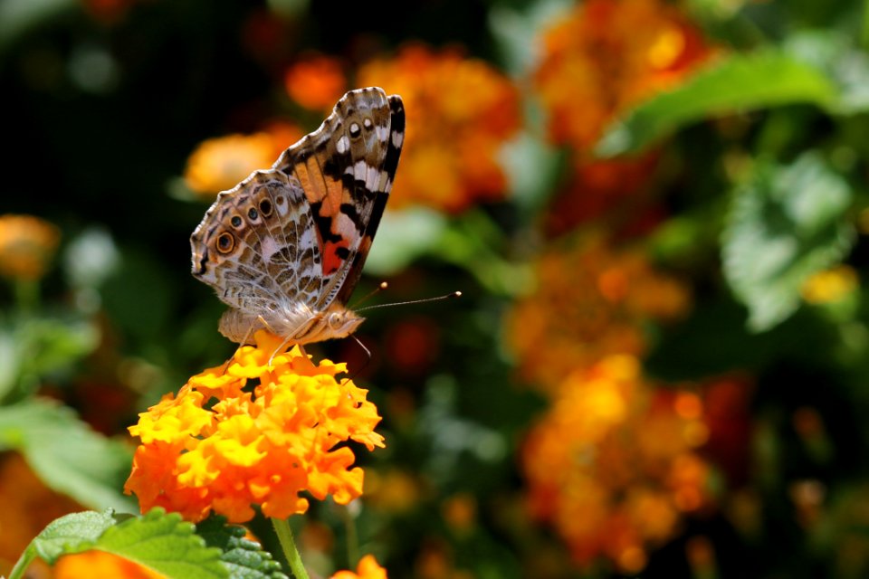 Butterfly Moths And Butterflies Insect Brush Footed Butterfly