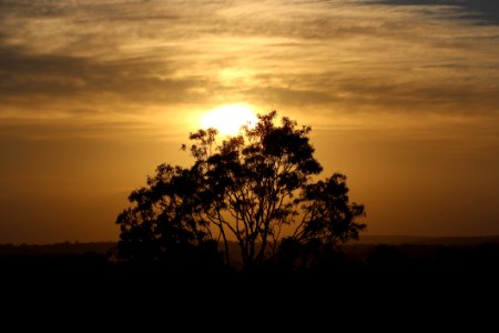 Sky Tree Sunrise Sunset photo