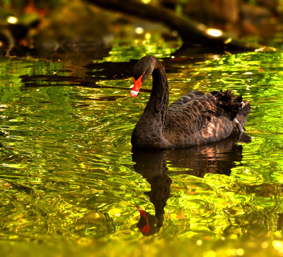 Water Bird Fauna Ecosystem